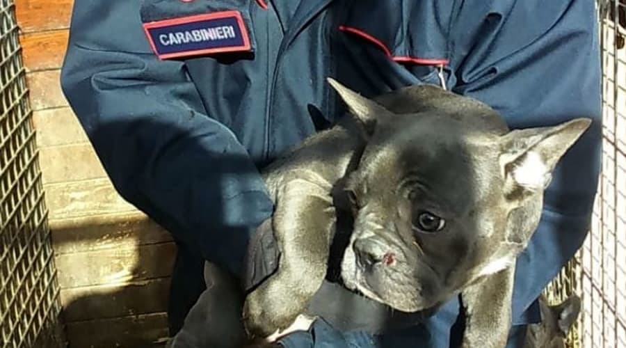 Traffico di animali: rinvenuti 109 cani di diverse razze