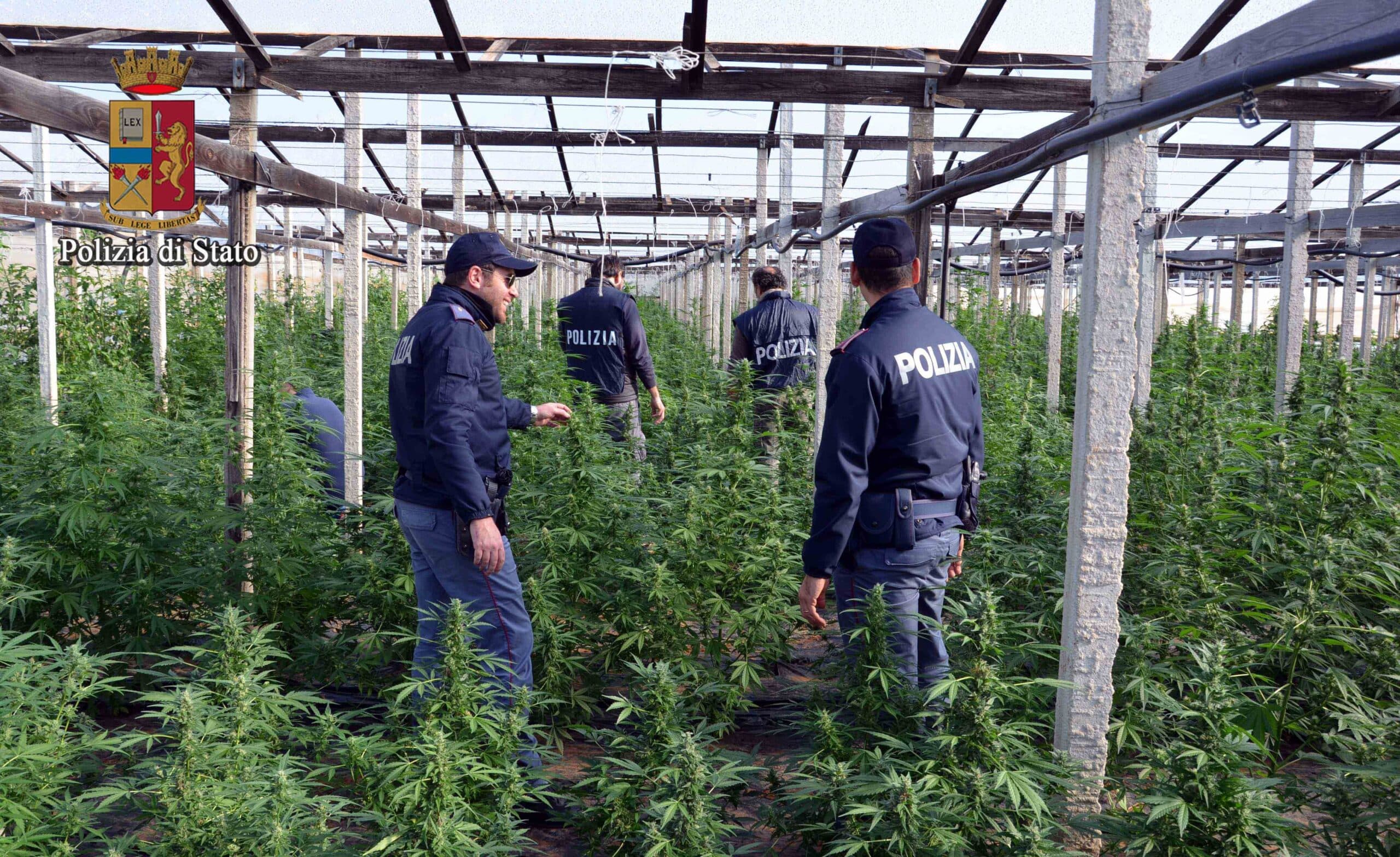 Rinvenuti 130 kg di marijuana essiccata. Arrestati in tre