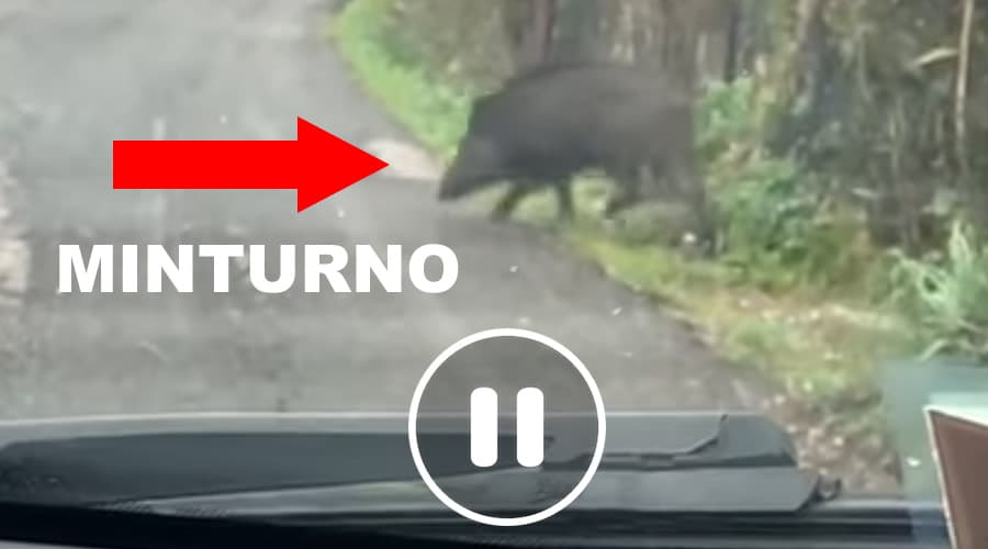 Minturno, cinghiali a spasso. Il Video