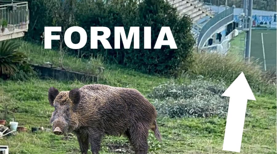 Formia, cinghiale a spasso nei pressi dello stadio