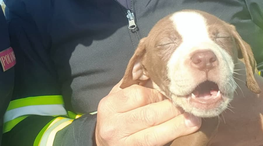 Cagnolini abbandonati in strada salvati dalla Polizia di Stato