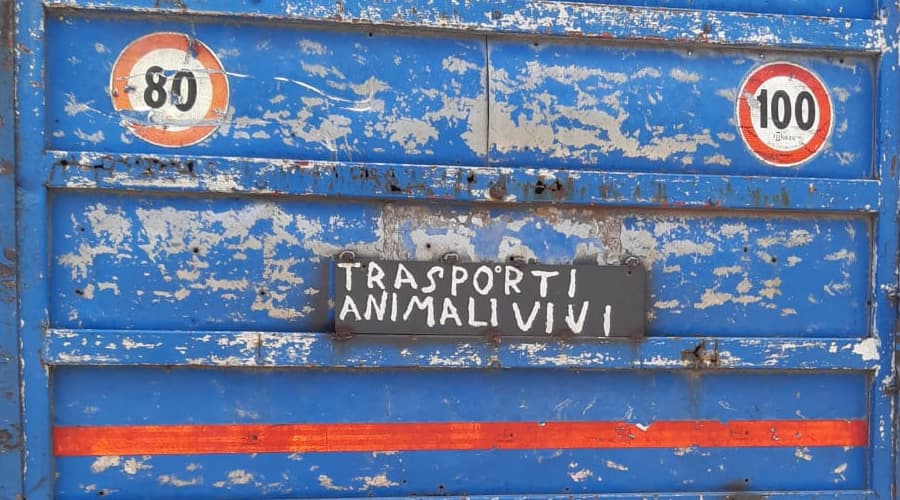 Fermato un autocarro con la dicitura trasporto animali vivi. Multa salata da parte della polizia stradale. La vicenda
