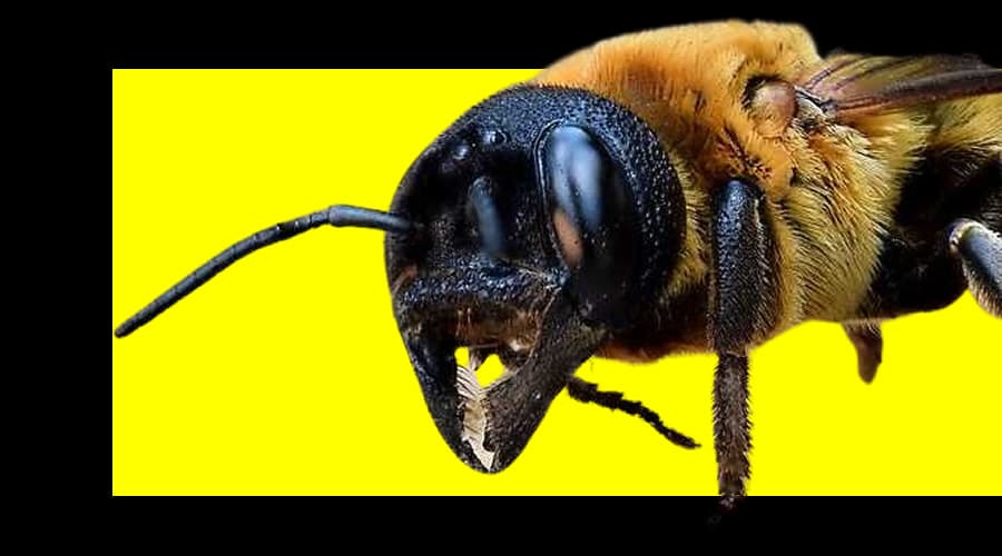 L'ape gigante resinosa cinese sta invadendo l'Europa
