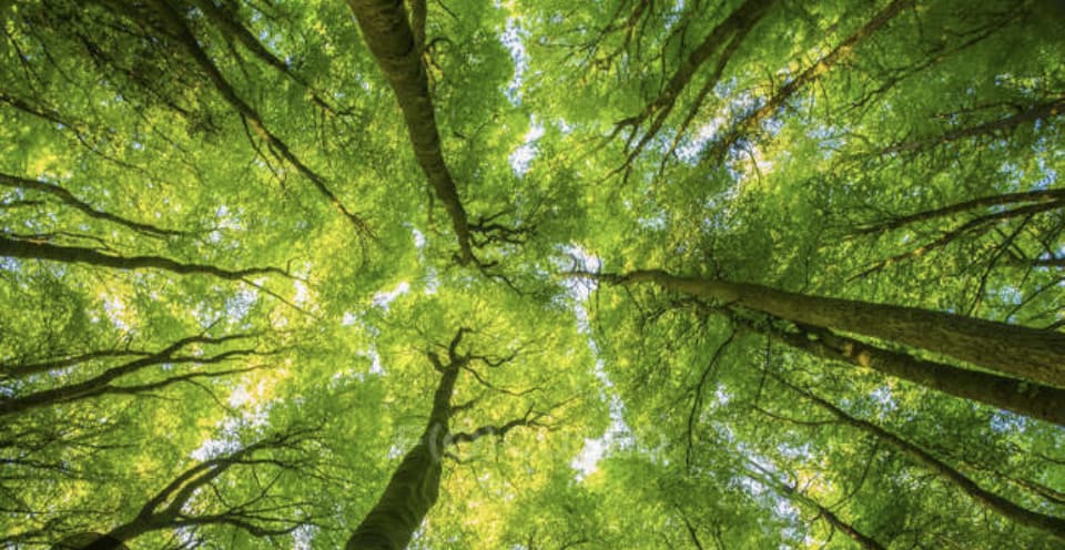 Quali sono le foreste più belle del mondo?