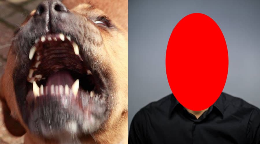 Itri, azzannato dai suoi cani: ora è ricoverato all'Ospedale di Formia