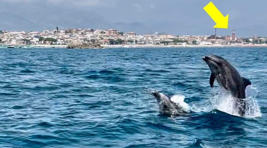 Il saluto dei delfini a Gaeta. La fato fa il giro del web