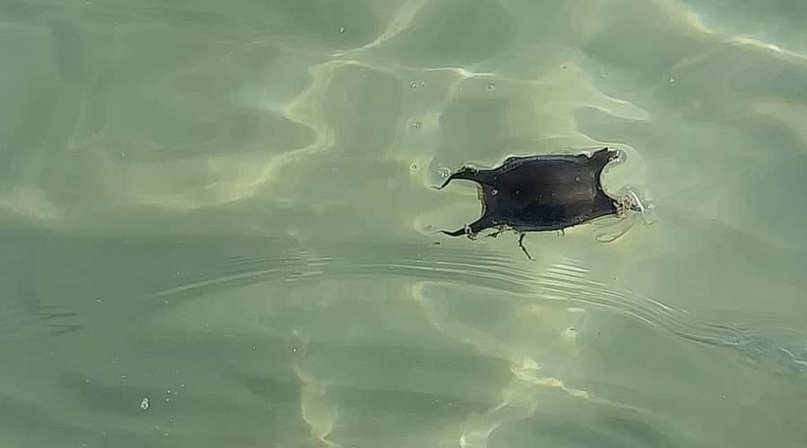 Gaeta, fotografata borsa del diavolo nel mare di Serapo