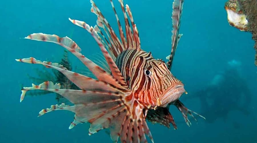 Tropicalizzazione delle acque e Alien Fish. Il Pesce Scorpione