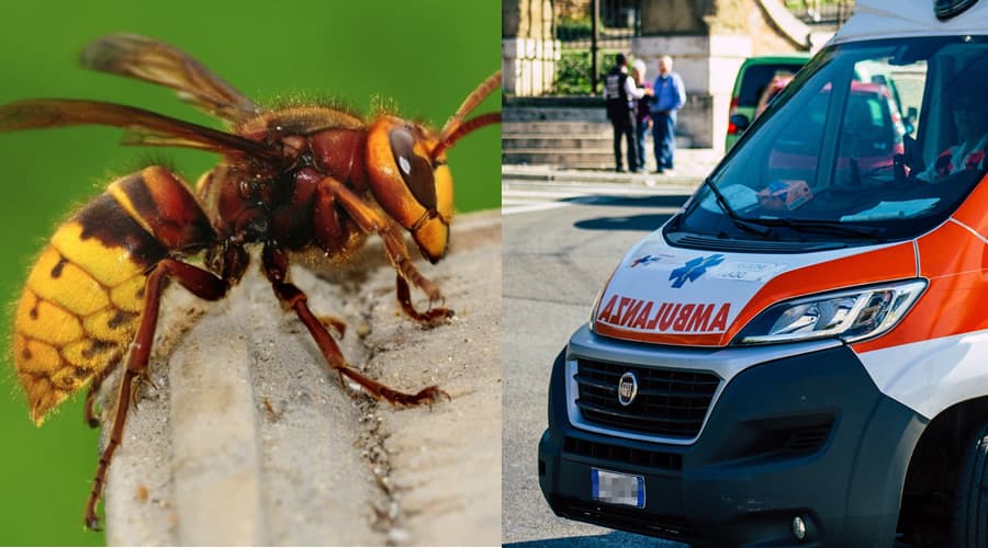 Punta da un calabrone. Muore una donna a Piedimonte San Germano