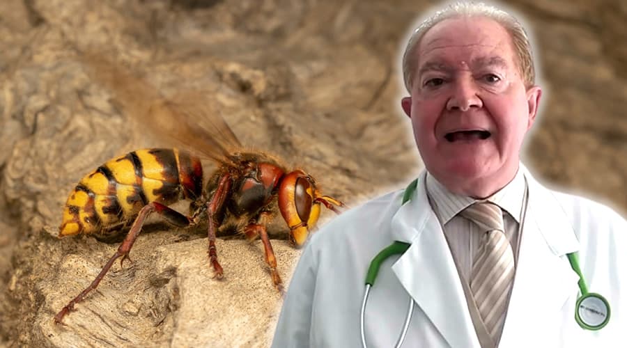 Insetti e allergie: come riconoscere i segnali di pericolo e proteggersi