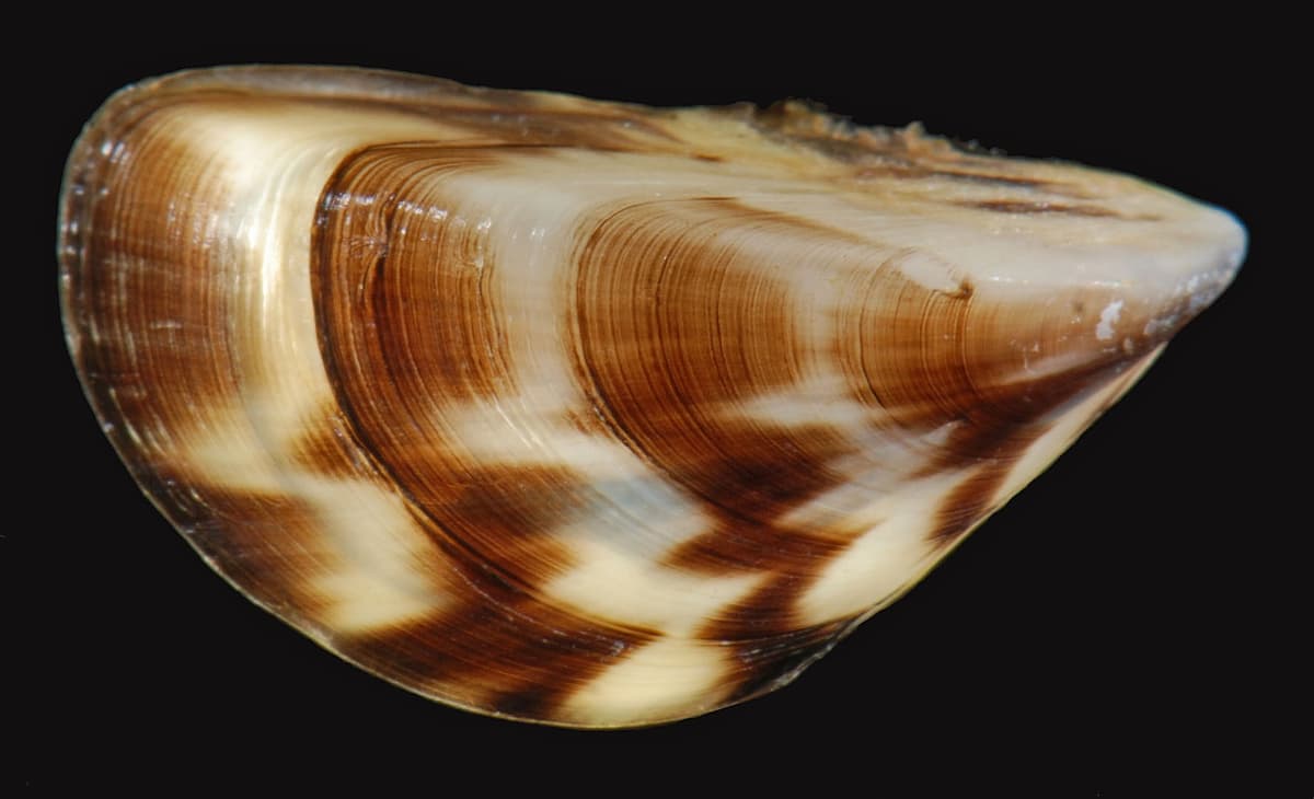 Specie aliene in Italia: la cozza zebrata. Classificata come invasiva