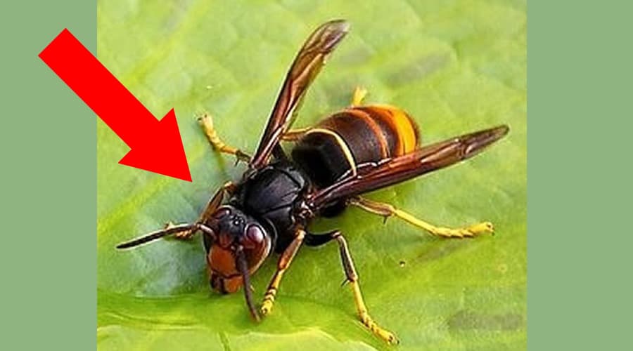 La Vespa velutina è in Italia e si sta diffondendo verso sud. Flavio Pezzoli: Massima allerta per la specie aliena