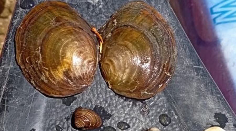 In Italia la vongola aliena di origine asiatica. Lo comunica l'ISPRA
