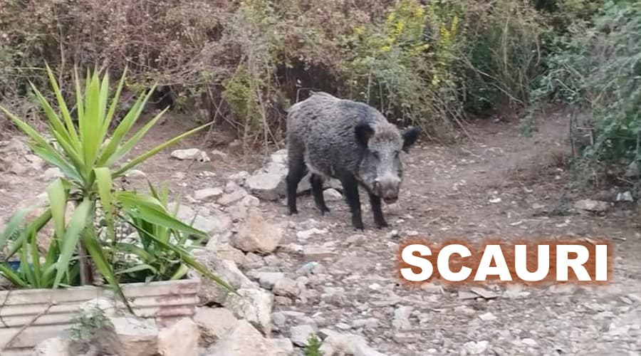 Scauri, cinghiale a spasso nei pressi della spiaggia dei sassolini