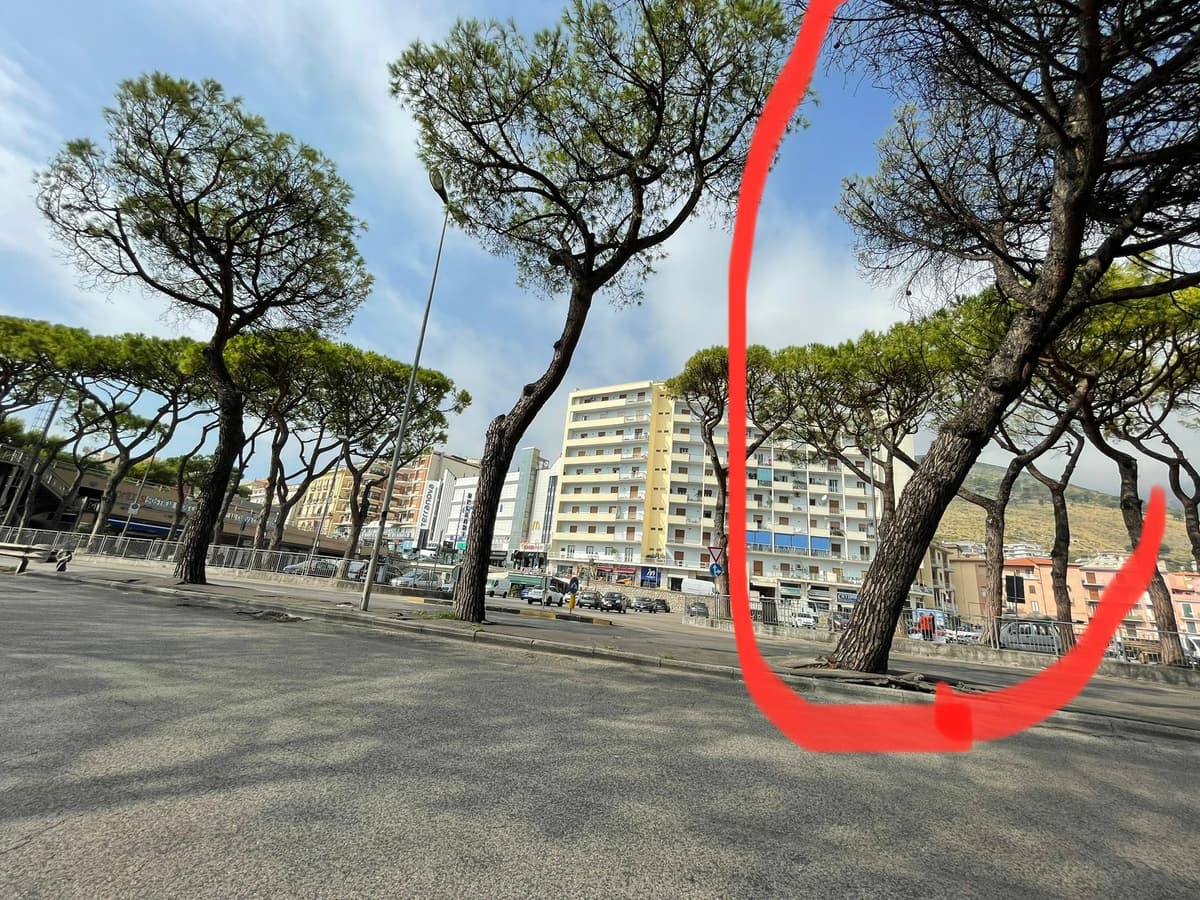 Formia: Pini a rischio di caduta alle prime intemperie