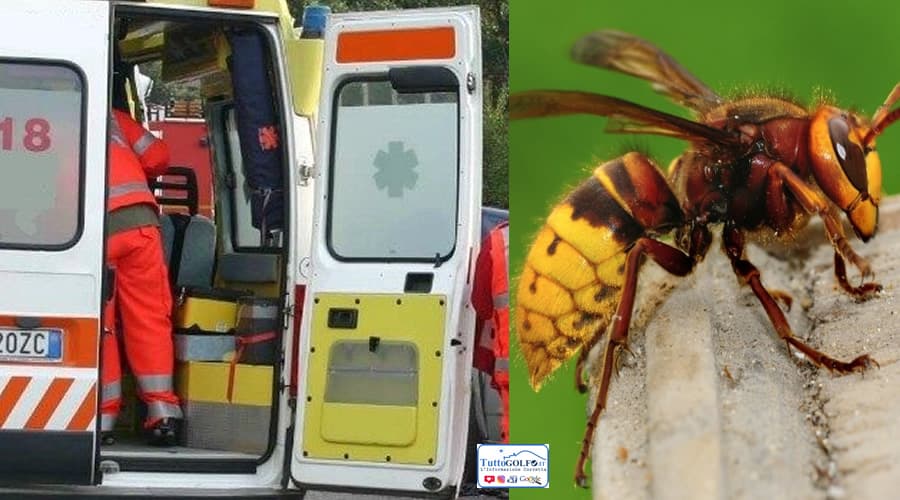 Salvo per un soffio un 45enne di Minturno punto da un calabrone