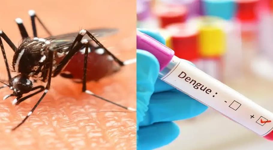 Il Lazio è la seconda regione con più casi di dengue. I dati dell'Istituto Superiore di Sanità