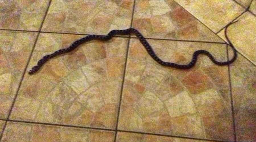 Vipera in casa. Intervengono i militari CRAS del Reparto Carabinieri Biodiversità
