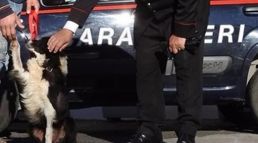Perde il cane. Ritrovato dai Carabinieri. La vicenda
