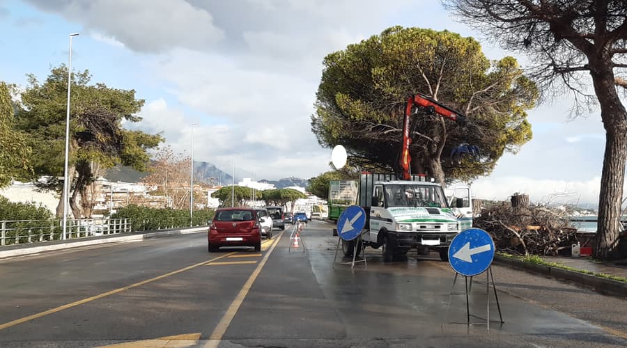 Formia, taglio dei pini malati: continua la messa in sicurezza del Lungomare della Repubblica