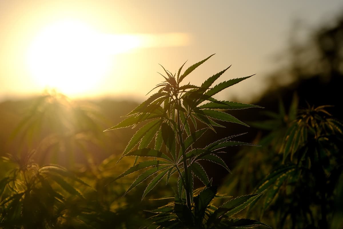 Cannabis terapeutica: il Parlamento ucraino approva