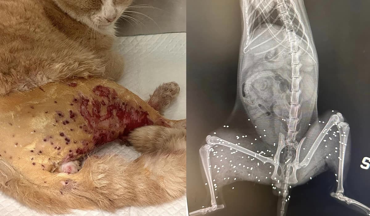 Itri: colpisce il gatto probabilmente con un fucile, forse come passatempo