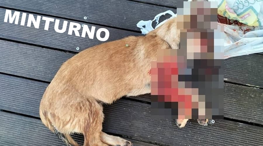 Minturno: ha esploso un colpo di fucile verso un cagnolino della vicina di casa. L'animale ferito ha riportato lesioni