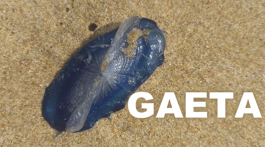 Gaeta: Specie di velella velella fotografate sulla spiaggia di Serapo