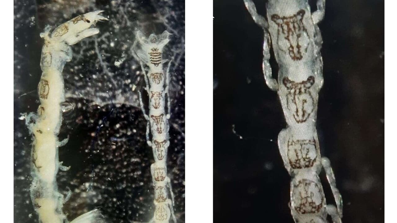 Mesanthura romulea, nel Mediterraneo una nuova specie aliena