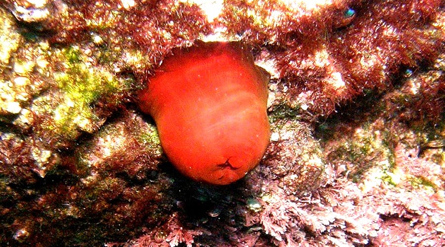 Nel Golfo di Gaeta il pomodoro di mare. Ecco di cosa si tratta