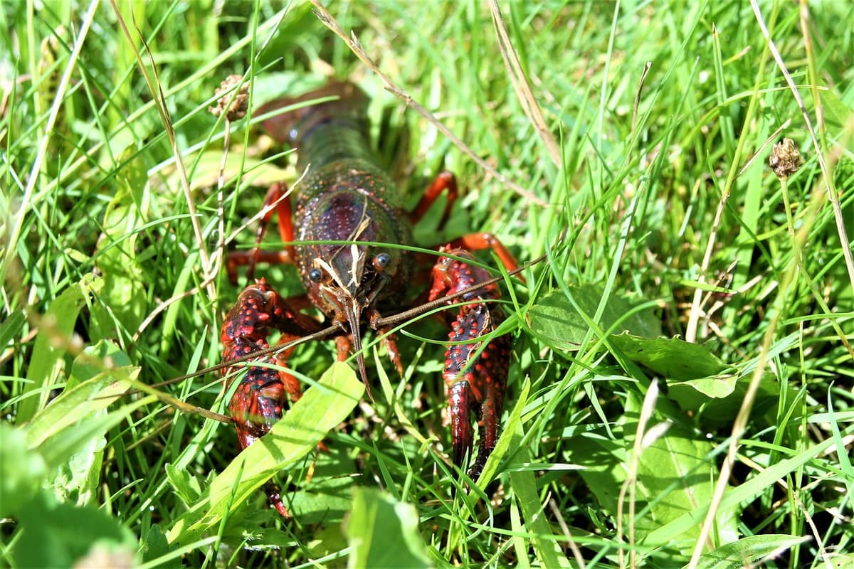 Avvistato a Formia il Gambero Killer. Una nuova specie aliena portatrice della “peste del gambero”