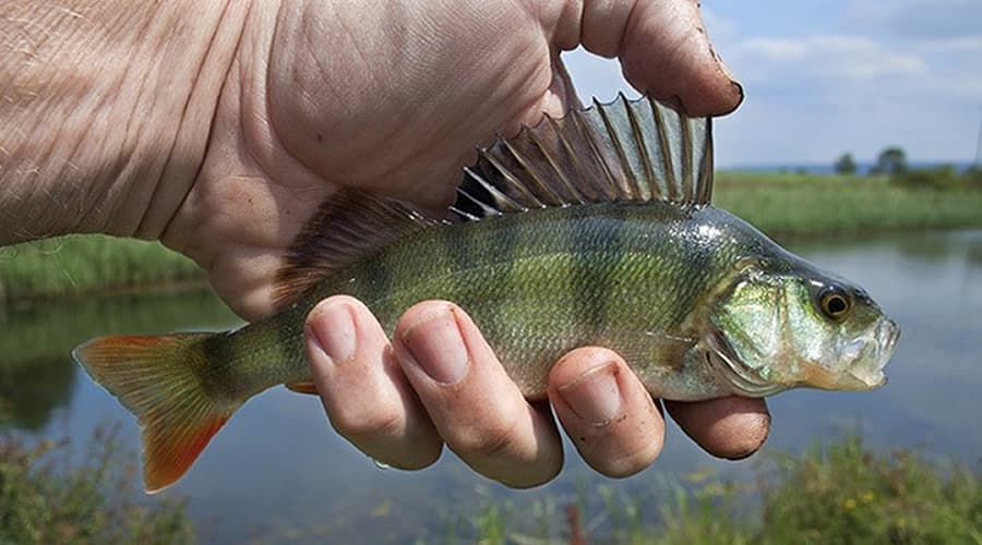 LA SENSAZIONALE SCOPERTA DEL RIUTILIZZO DELLE SQUAME DI PESCE PER ELIMINARLE L’INQUINAMENTO DELL’ACQUA