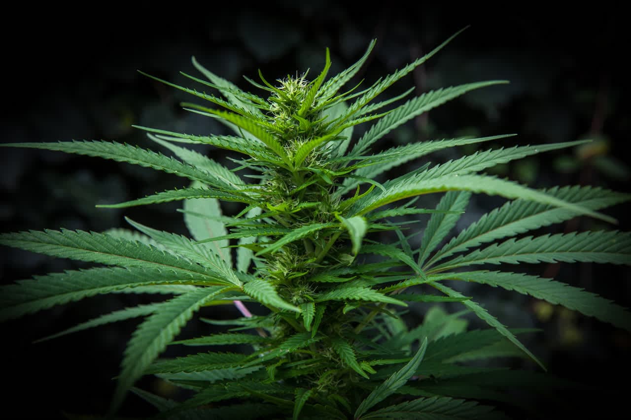 La crescente industria dell'erba e dell'hashish legale in Italia: tra sviluppo economico e sfide normative