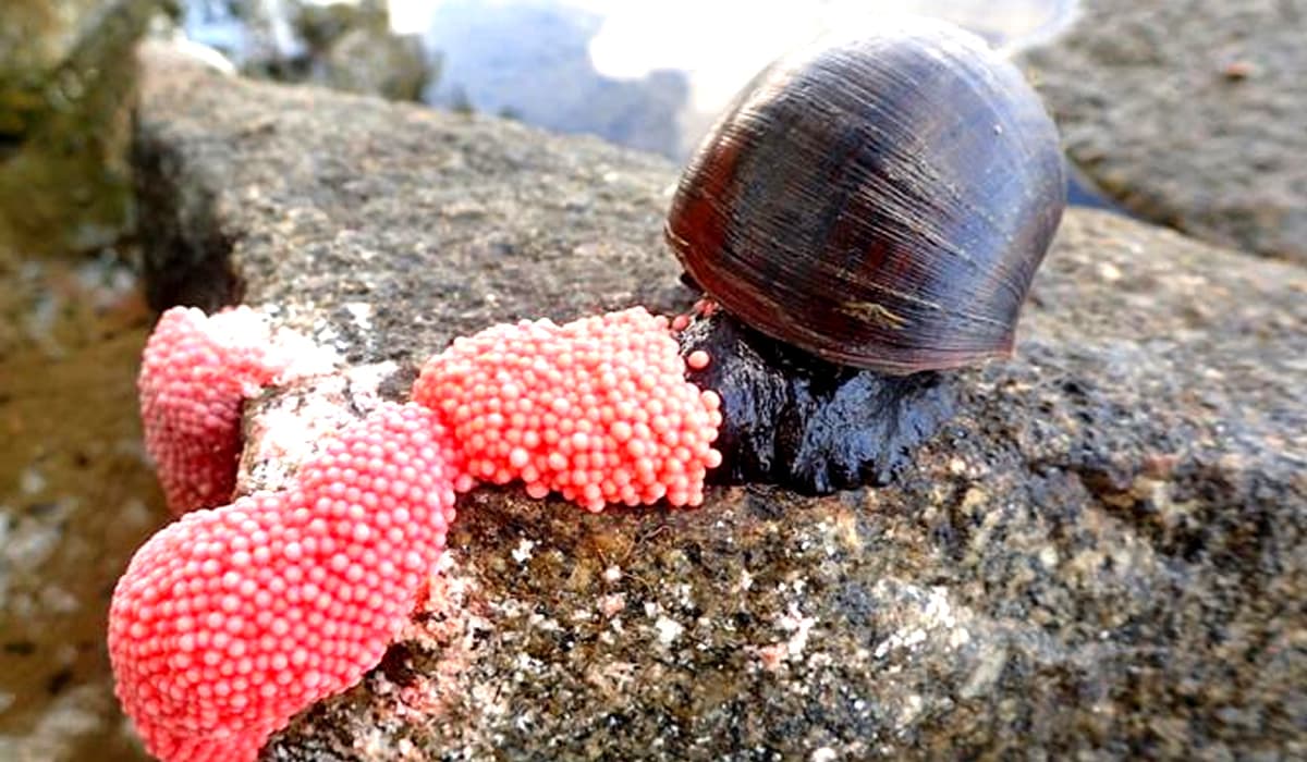 Specie Aliena, la lumaca mela. Cos'è e dove è stata avvistata