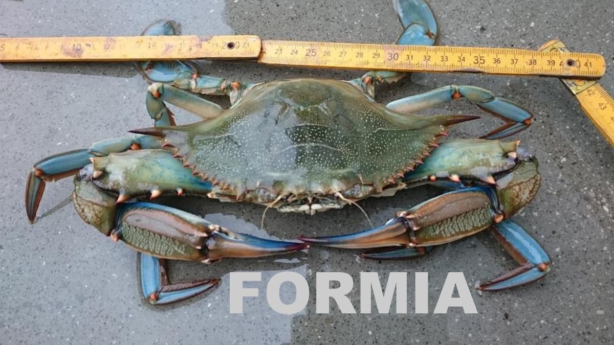 Avvistare il Granchio Blu a Formia diventa normale. La specie aliena si è insediata ed ora è presente anche sulle nostre tavole