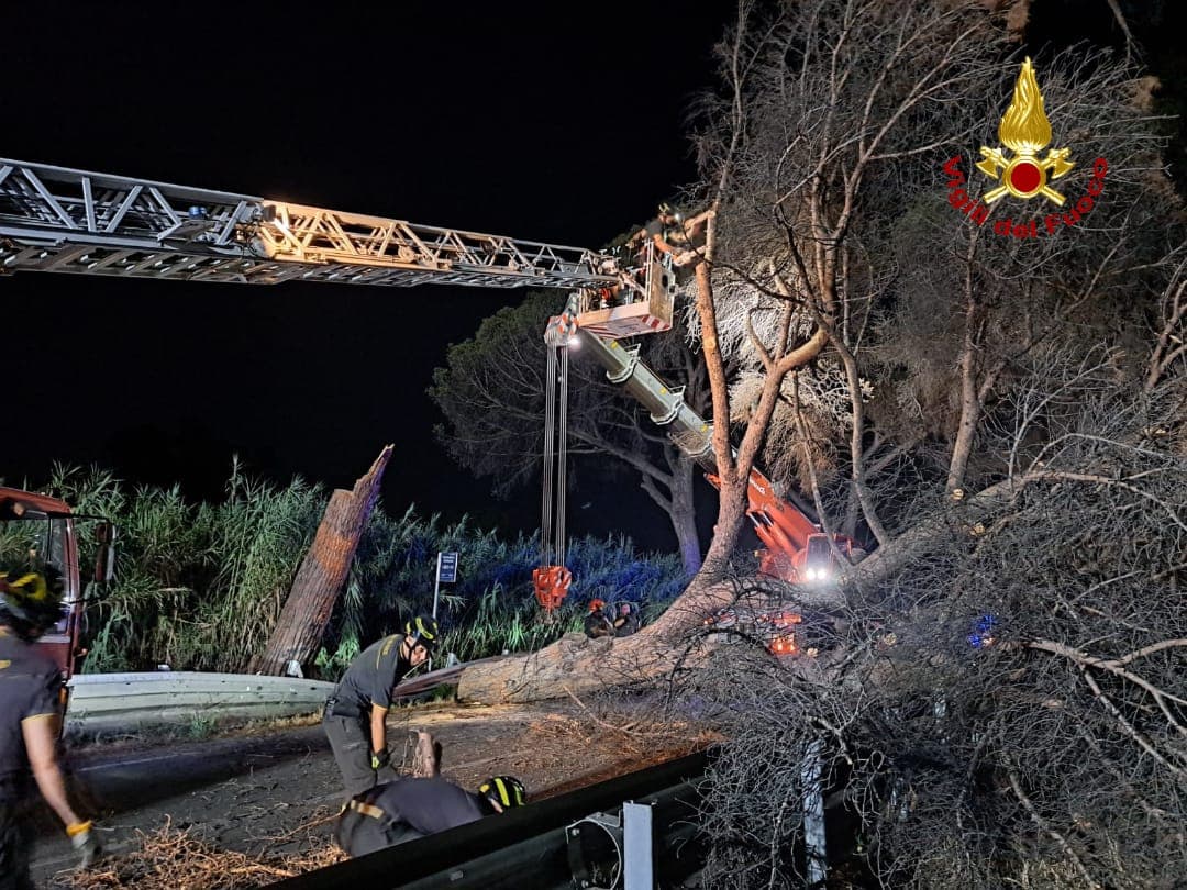 Tragedia sfiorata. Un grosso albero si è abbattuto in strada