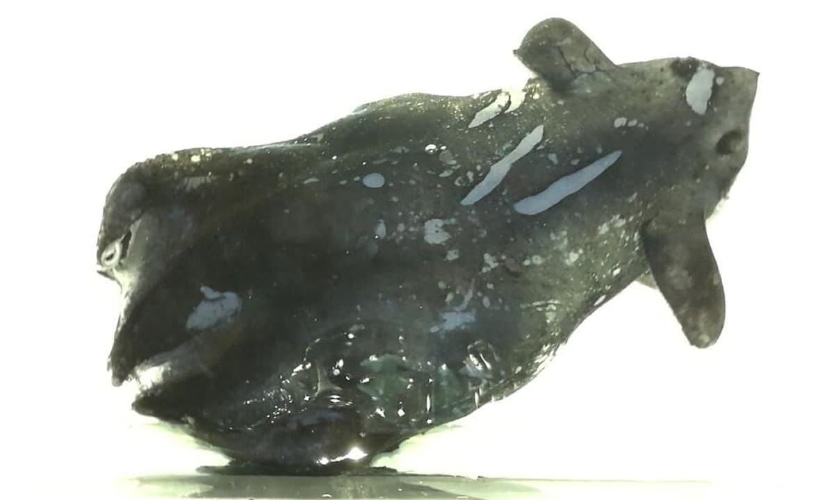 Scoperto il calamaro vampiro "Vampyroteuthis pseudoinfernalis"