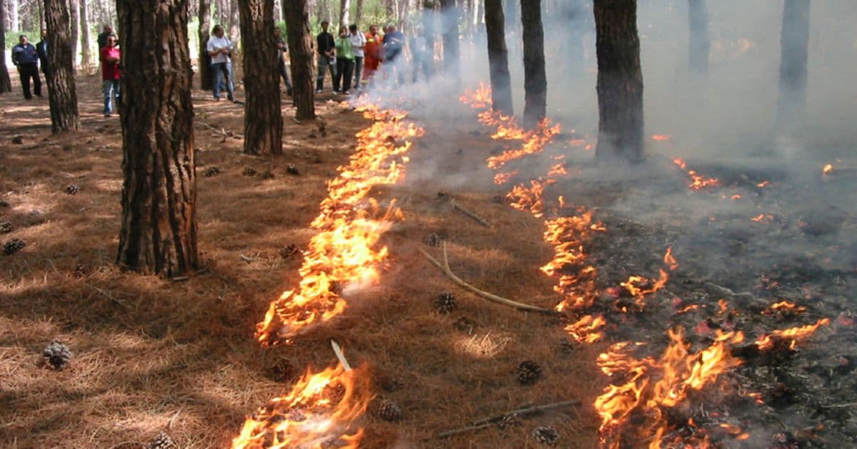 Prevenire gli incendi con il fuoco prescritto. Il paradosso del fuoco