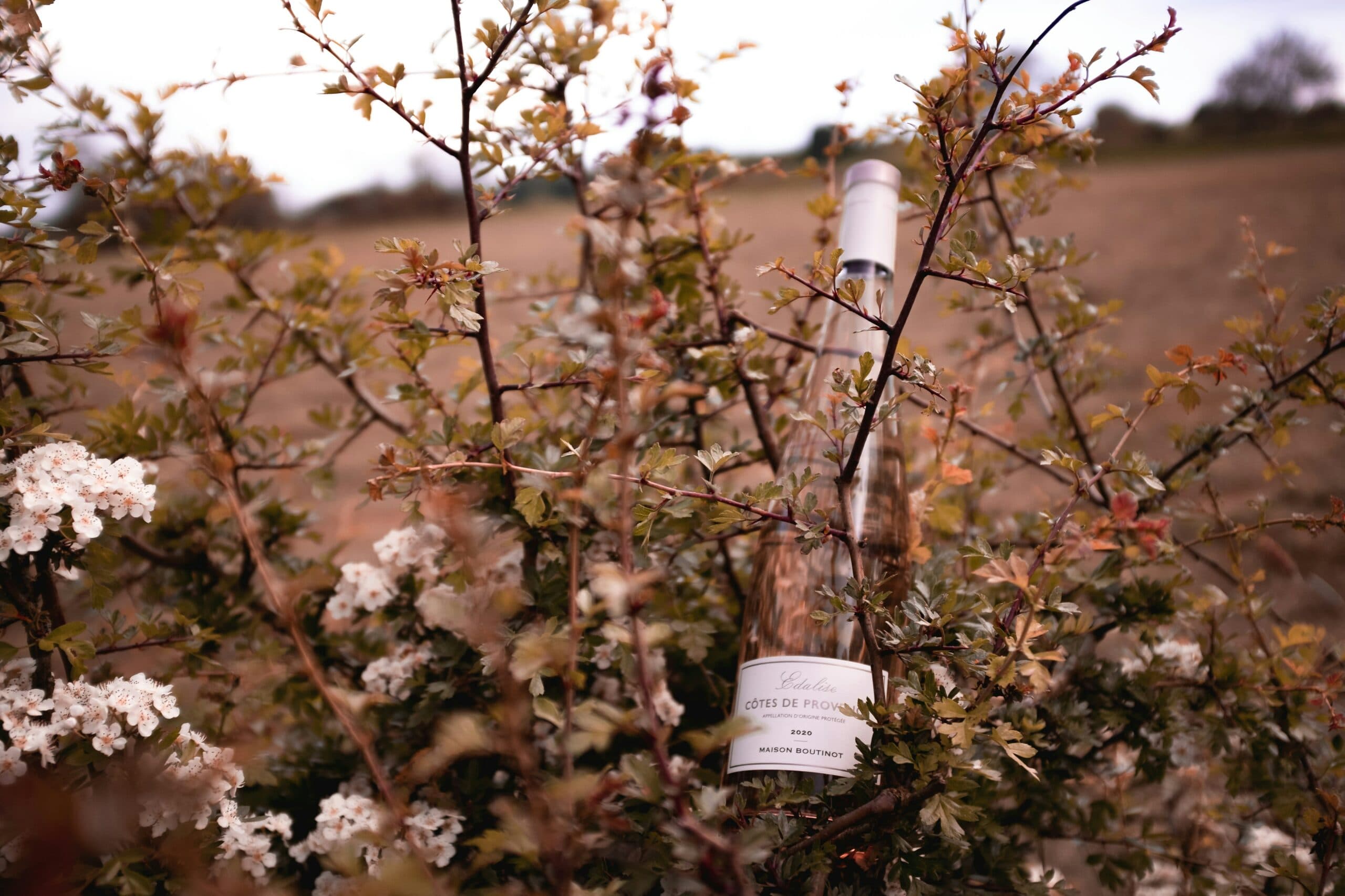 Vini rosé: qual è lo stato dell'arte in Italia rispetto alla Francia