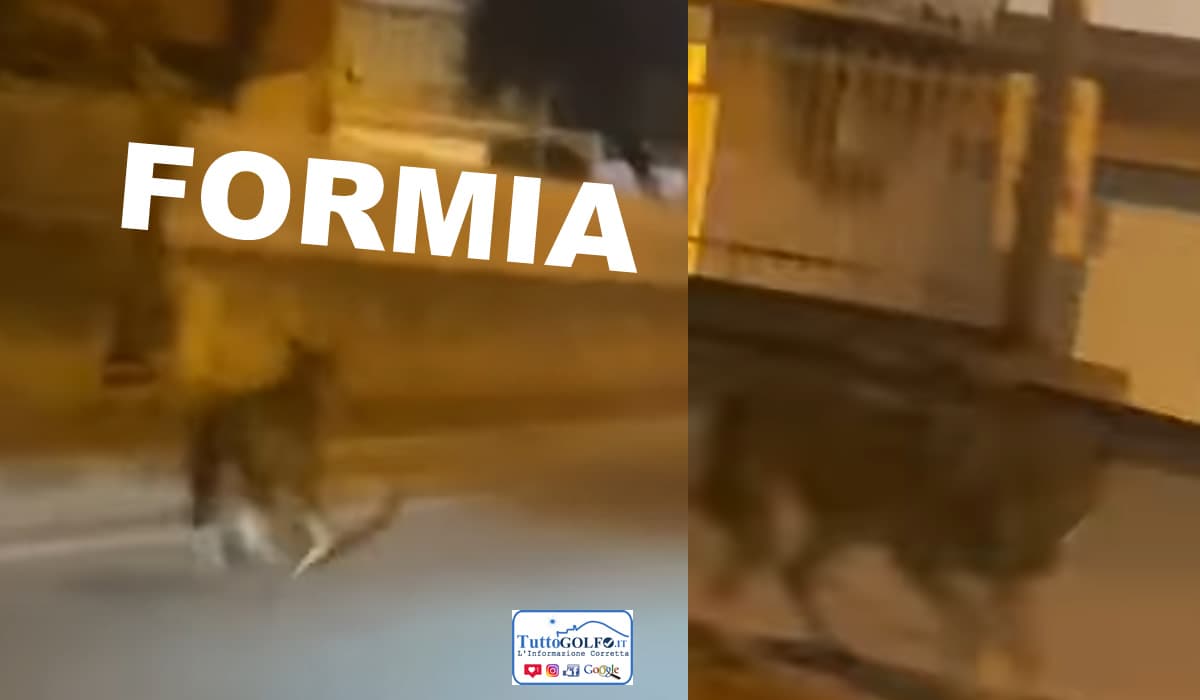 Formia - Cane o lupo? Il video girato a San Pietro e postato sui social divide