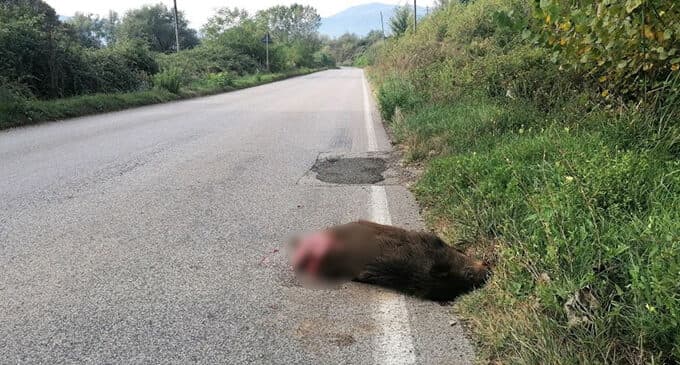 Rimane coinvolto in un incidente stradale, investe un animale il quale muore. Era positivo all'alcoltest