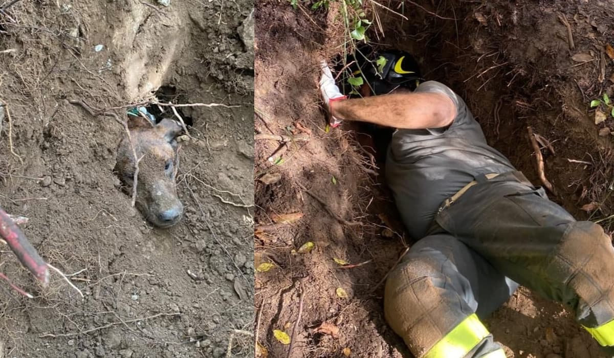I Vigili del Fuoco salvano un cane a Valle di Suio nel territorio di Castelforte