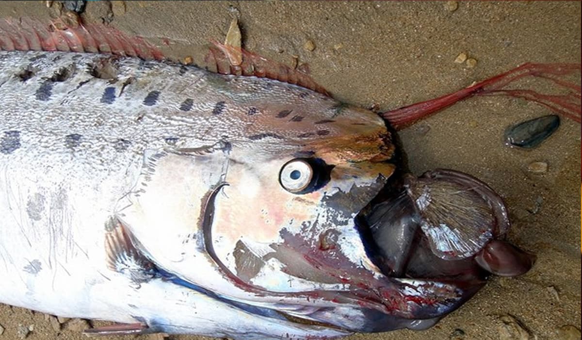 Riappare il Pesce dell'Apocalisse. Secondo alcune culture l'apparizione di questo esemplare è un brutto presagio