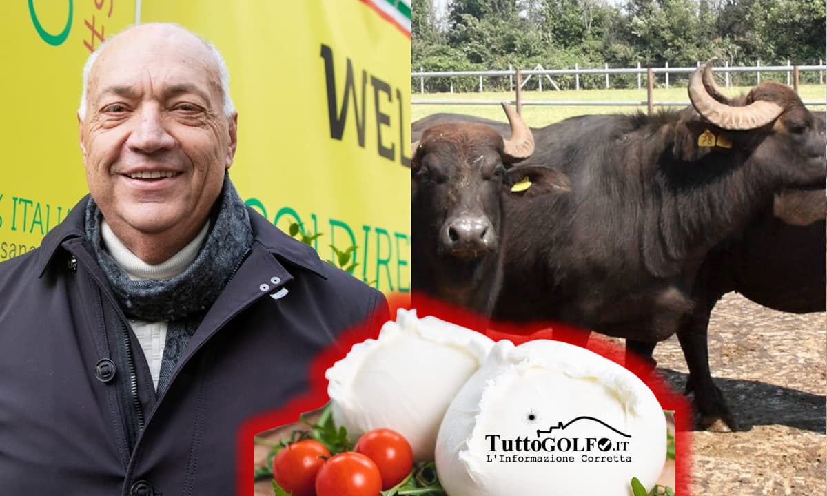 Mozzarella di Bufala: in molti la producono con latte disidratato e congelato. L'appello