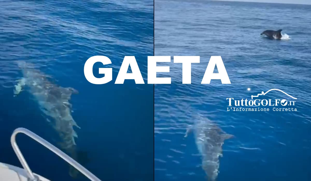 VIDEO - Gaeta, avvistati tre delfini a largo di Punta Stendardo