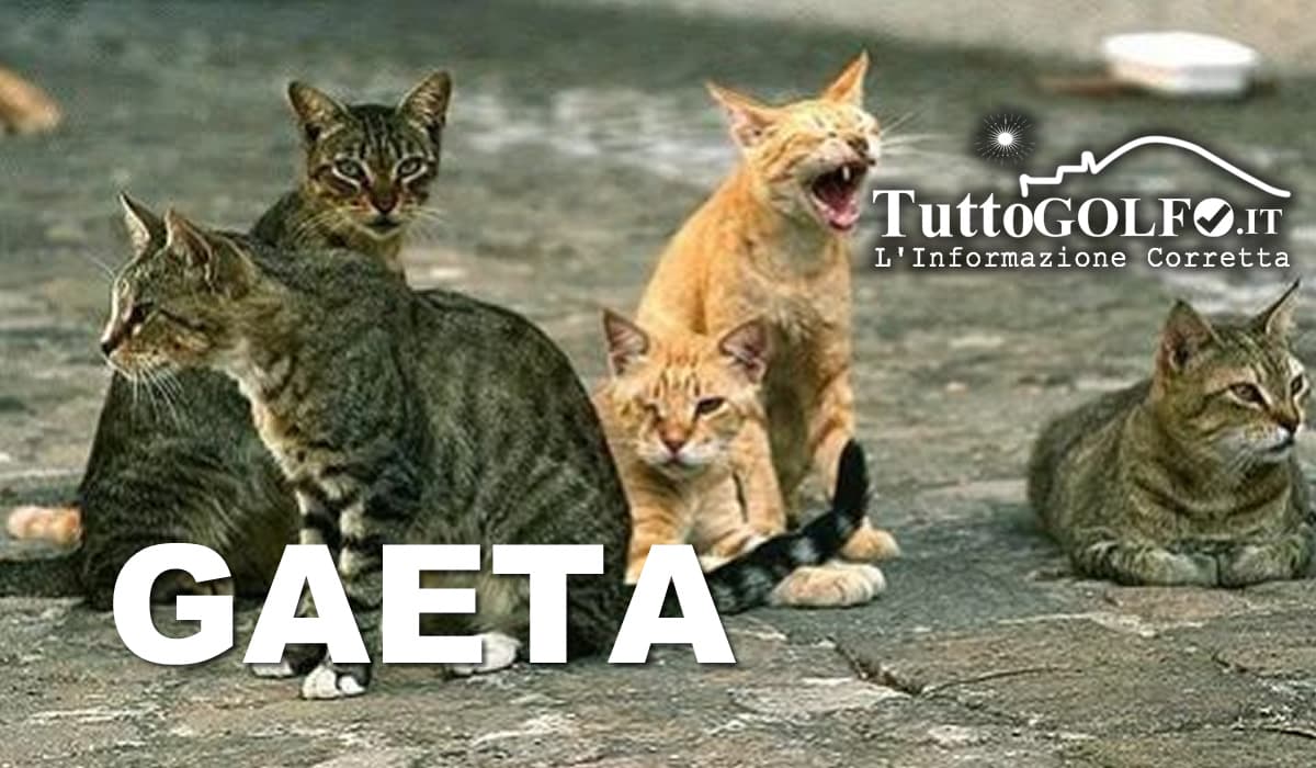 Gaeta, colonia felina nel cimitero: gettate ciotole di acqua e cibo e multa alla tutrice della colonia