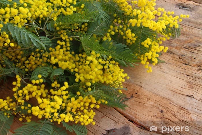 Mimosa e 8 marzo, origine storica