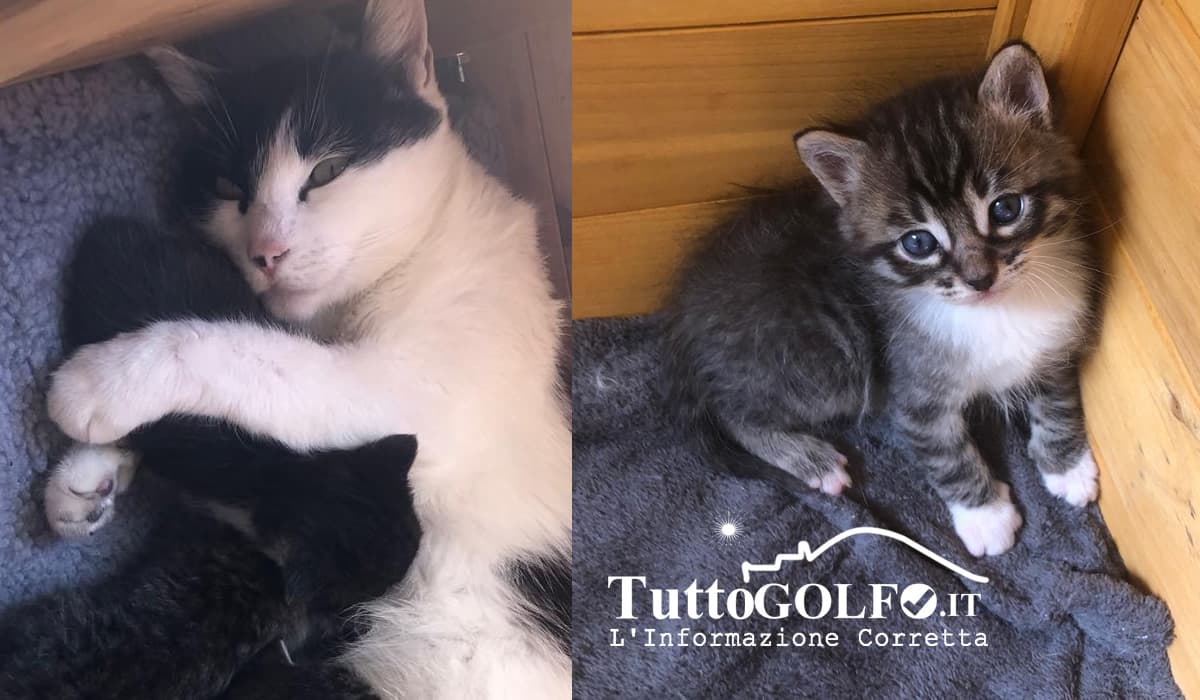 Sei gattini e mamma gatto cercano casa. L'appello