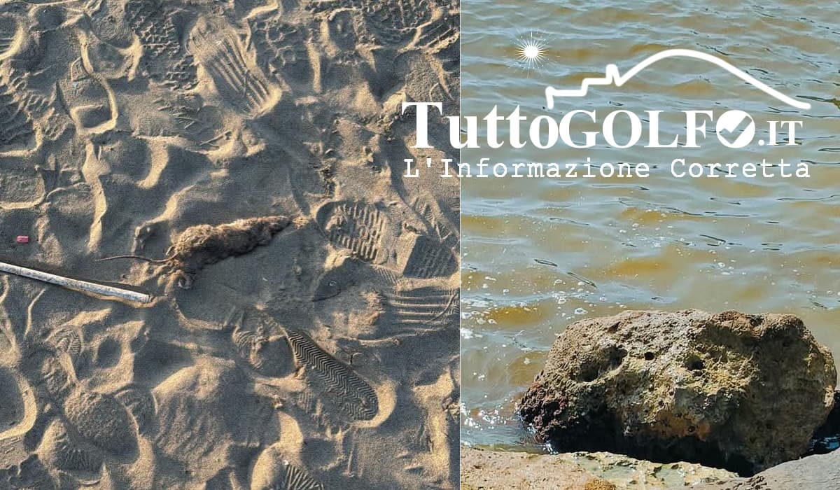 Scauri - Impazzano sui social le foto del Mare marrone. In spiaggia spunta anche un topo morto