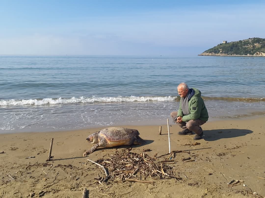 Scauri - Purtroppo non c'è stato nulla da fare per la tartaruga Caretta Caretta